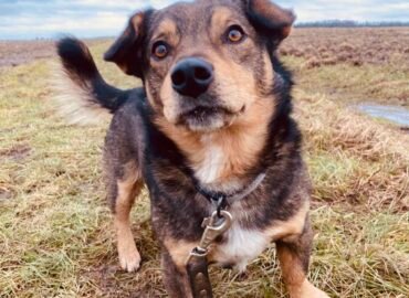 Šuo ieško namų Šiauliuose – Ūpas