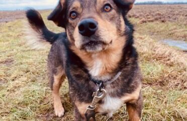 Šuo ieško namų Šiauliuose – Ūpas