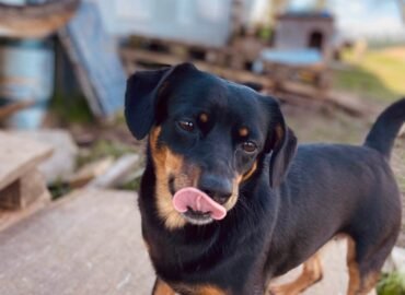 Dovanojama kalytė Verbūnuose, Šiaulių raj. – Niurna
