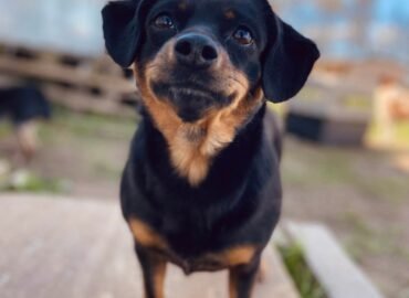 Dovanojama kalytė Verbūnuose, Šiaulių raj. – Niurna