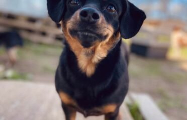 Dovanojama kalytė Verbūnuose, Šiaulių raj. – Niurna