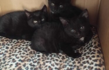 Katė ir kačiukai ieško namų Šiauliuose