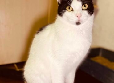 Dovanojama katė Šiauliuose – Pupa