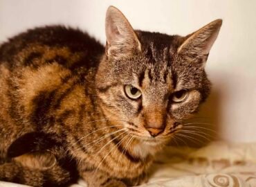 Dovanojamas katinas Šiauliuose – Čipsas