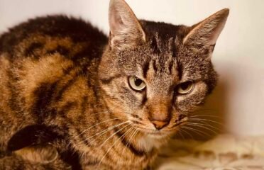 Dovanojamas katinas Šiauliuose – Čipsas