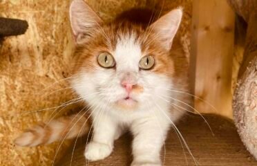 Dovanojama katė Šiauliuose – Vislė