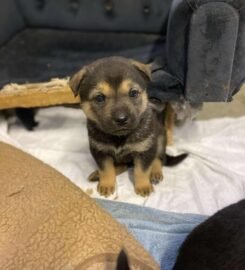 Dovanojami šuniukai Šiauliuose