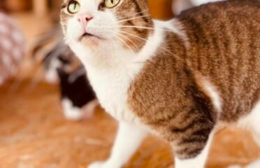 Dovanojamas katinas Šiauliuose – Artis