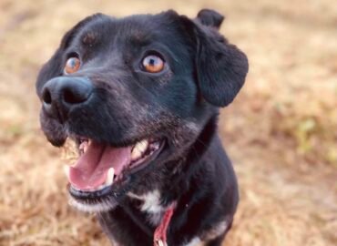 Dovanojama kalytė Verbūnuose, Šiauliuose raj. – Neila