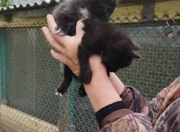 Dvi katytės ieško namų Šiauliuose