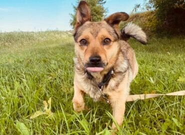 Dovanojamas šuo Šiauliuose – Baksas