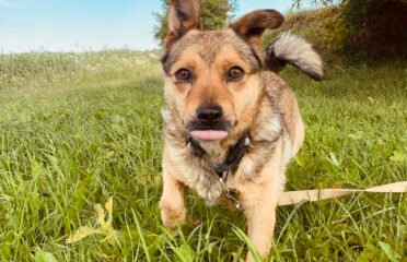 Dovanojamas šuo Šiauliuose – Baksas