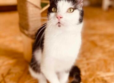 Katinas ieško namų Verbūnuose, Šiaulių raj  Gilzius