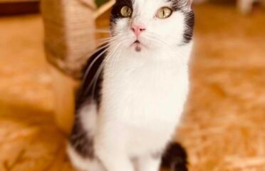 Katinas ieško namų Verbūnuose, Šiaulių raj  Gilzius