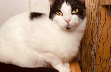 Dovanojama katė Šiauliuose – Pupa