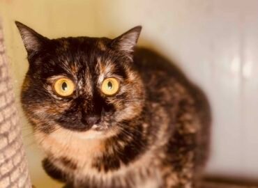 Dovanojama katė Šiauliuose – Pelėda