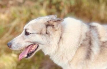 Šuo ieško namų Šiauliuose – Taifūnas