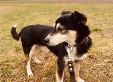 Dovanojamas šuo Šiauliuose – Volkeris