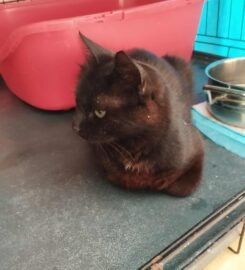 Katė ir kačiukai ieško namų Šiauliuose