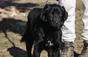 Dovanojamas šuo Linksmakalnyje – Remis