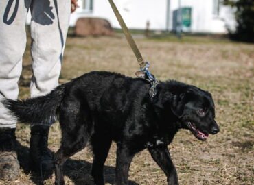 Dovanojamas šuo Linksmakalnyje – Remis