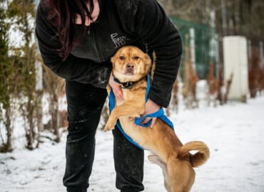 Šuo ieško namų Linksmakalnyje – Roko