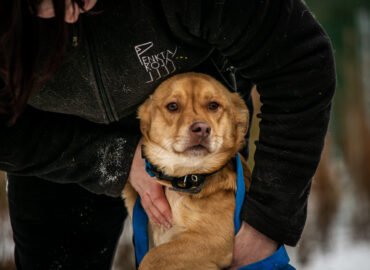 Šuo ieško namų Linksmakalnyje – Roko