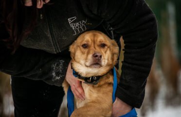 Šuo ieško namų Linksmakalnyje – Roko