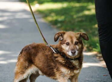 Šuo ieško namų Linksmakalnyje – Rubis
