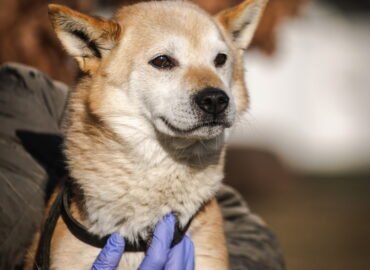 Dovanojamas šuo Linksmakalnyje – Šailo