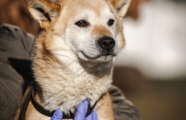 Dovanojamas šuo Linksmakalnyje – Šailo