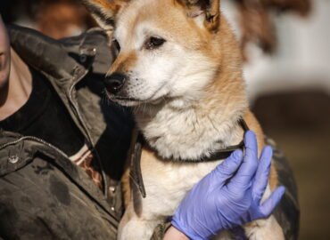 Dovanojamas šuo Linksmakalnyje – Šailo