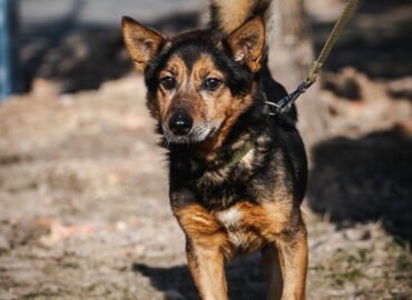 Dovanojamas šuo Linksmakalnyje – Šakotis