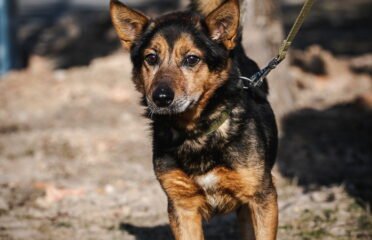 Dovanojamas šuo Linksmakalnyje – Šakotis