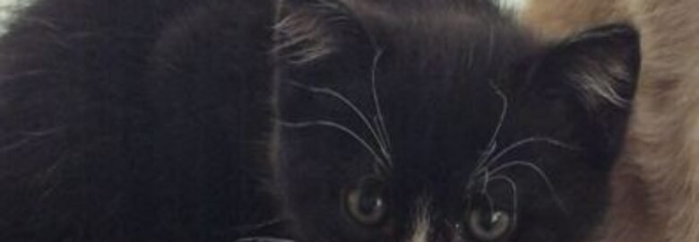 Dovanojama katė Mažeikiuose