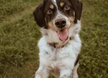 Dovanojamas šuo Šiauliuose – Semas