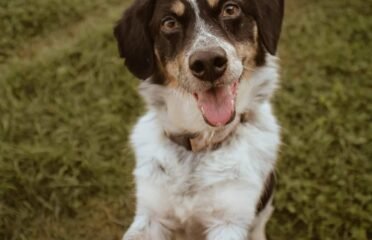 Dovanojamas šuo Šiauliuose – Semas