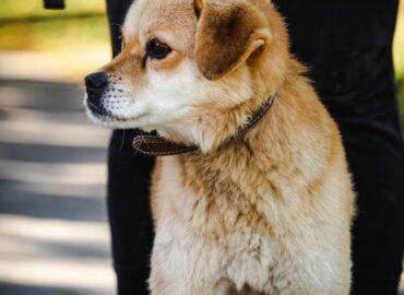 Šuo ieško namų Linksmakalnyje – Semis