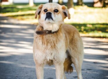 Šuo ieško namų Linksmakalnyje – Semis