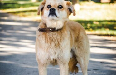 Šuo ieško namų Linksmakalnyje – Semis