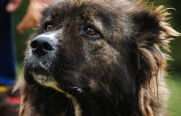 Šuo ieško namų Linksmakalnyje – Shy