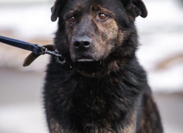 Dovanojamas šuo Linksmakalnyje – Smalsutis