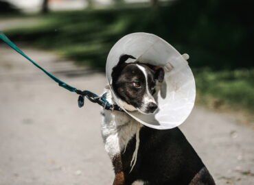 Šuo ieško namų Linksmakalnyje – Snaiperis