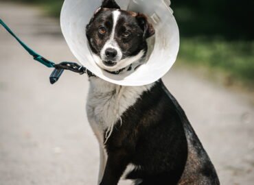 Šuo ieško namų Linksmakalnyje – Snaiperis