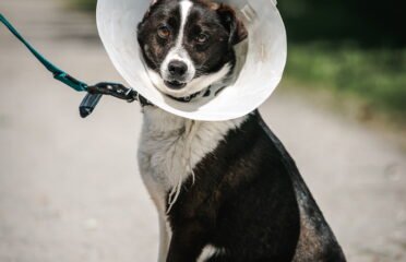 Šuo ieško namų Linksmakalnyje – Snaiperis