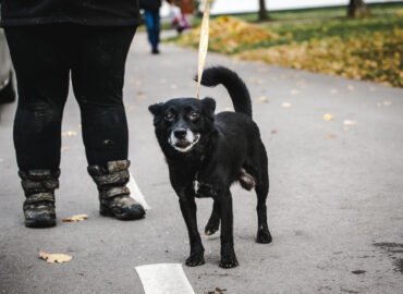 Šuo ieško namų Linksmakalnyje – Snobis