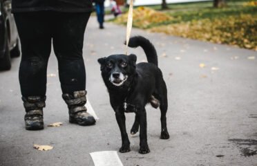 Šuo ieško namų Linksmakalnyje – Snobis