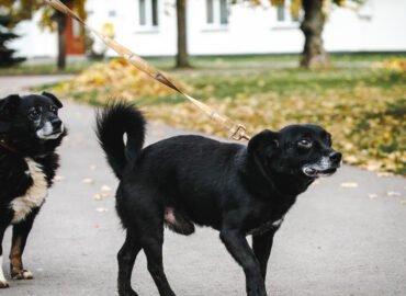 Šuo ieško namų Linksmakalnyje – Snobis