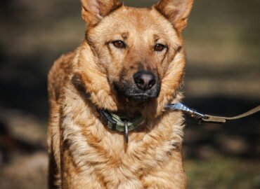 Dovanojamas šuo Linksmakalnyje – Taiga