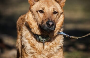 Dovanojamas šuo Linksmakalnyje – Taiga